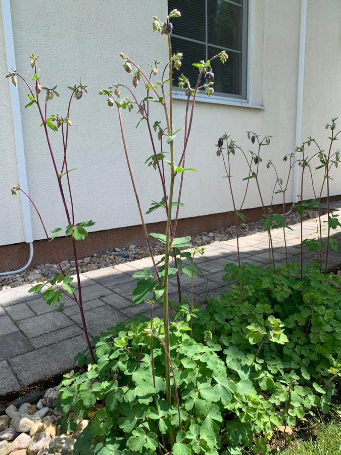 Studiovy Apartman V Zahrade Police nad Metují Exteriör bild